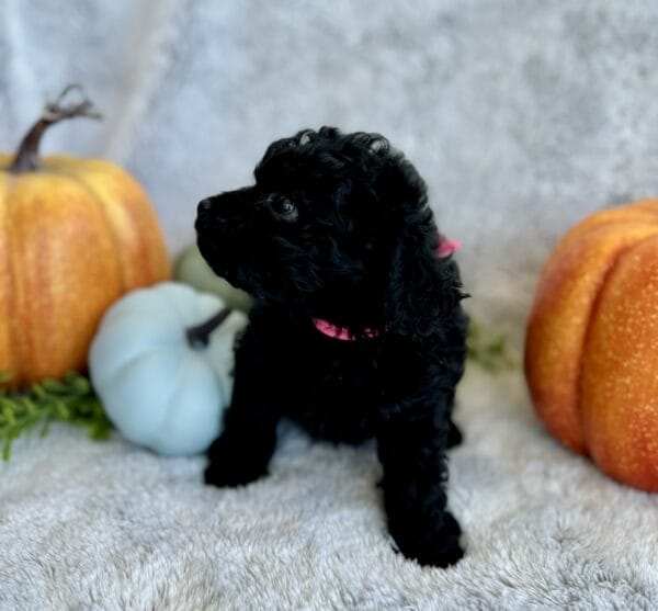 Pixie - Micro Labradoodle Girl - Image 13