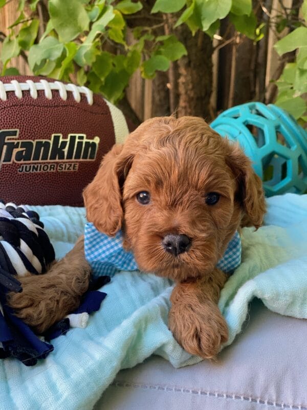 Hefty - Teacup Cavapoo Boy - Image 13