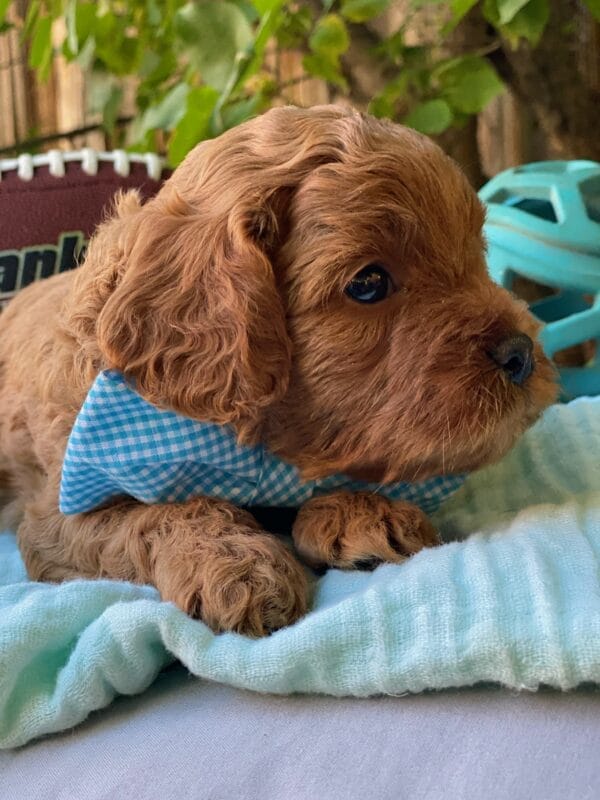 Hefty - Teacup Cavapoo Boy - Image 10