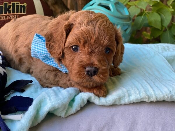 Hefty - Teacup Cavapoo Boy - Image 15