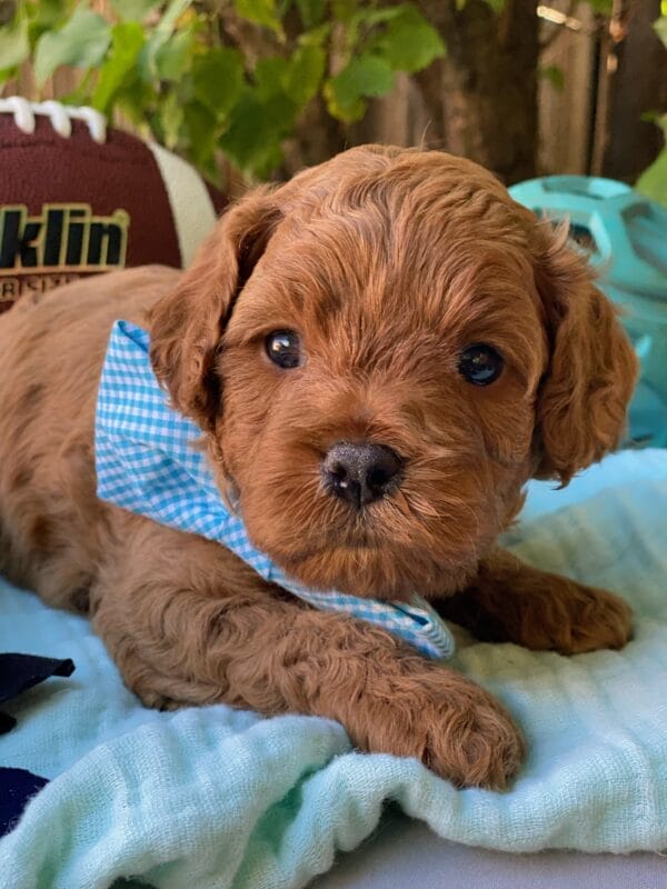 Hefty - Teacup Cavapoo Boy - Image 14