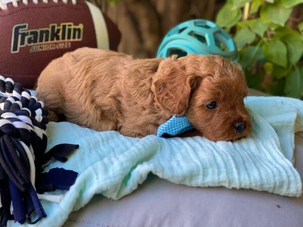 Hefty - Teacup Cavapoo Boy - Image 12