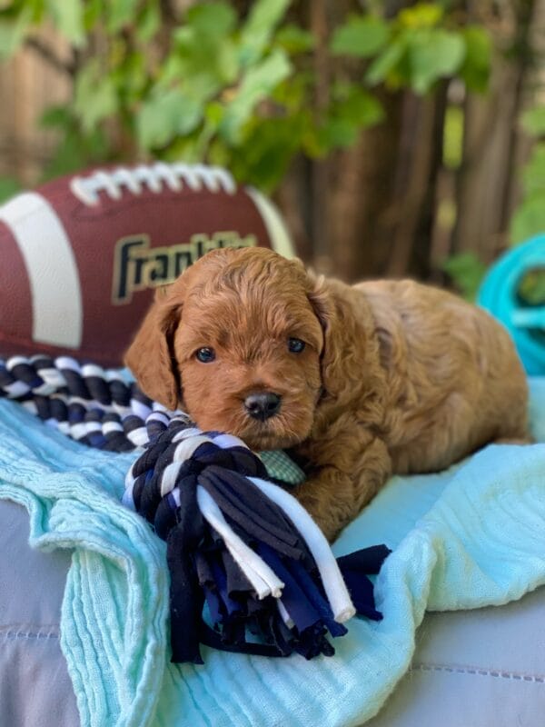 Hefty - Teacup Cavapoo Boy - Image 11