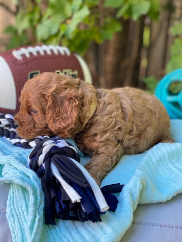 Hefty - Teacup Cavapoo Boy - Image 9