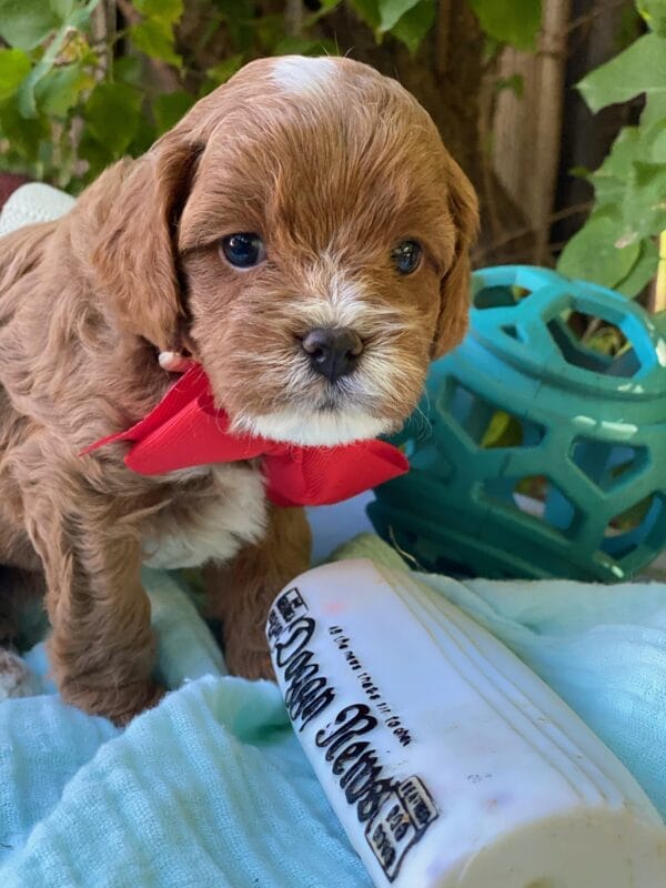 Smarty - Teacup Cavapoo Boy - Image 13