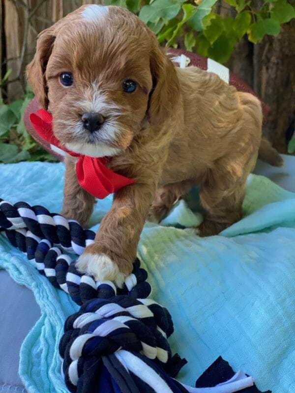 Smarty - Teacup Cavapoo Boy - Image 11