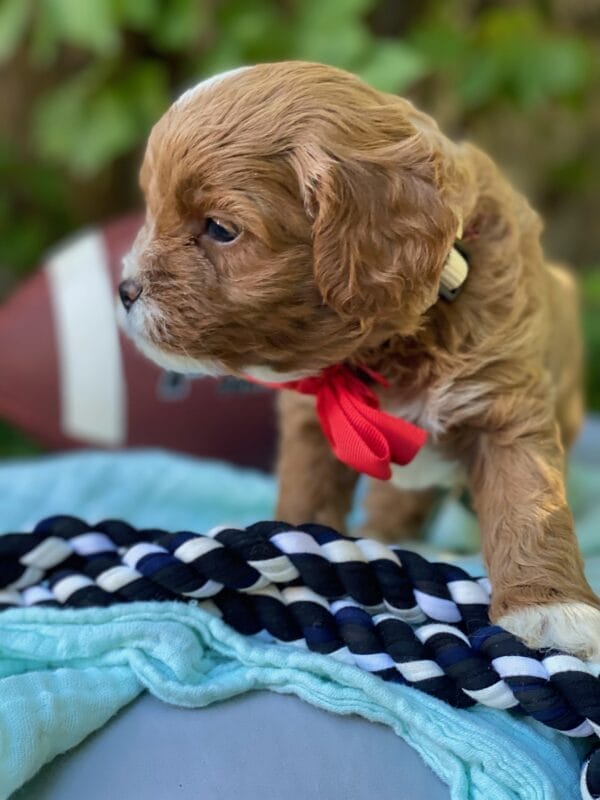 Smarty - Teacup Cavapoo Boy - Image 10