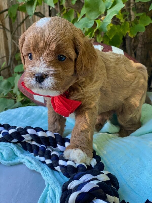 Smarty - Teacup Cavapoo Boy - Image 9