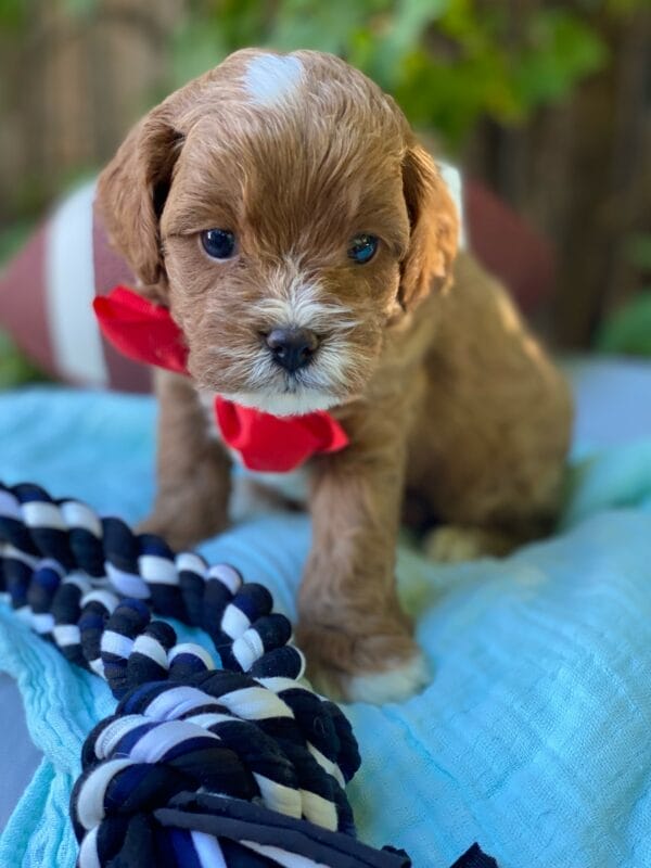 Smarty - Teacup Cavapoo Boy - Image 12