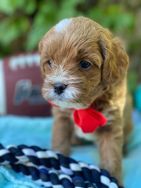 Smarty - Teacup Cavapoo Boy - Image 8