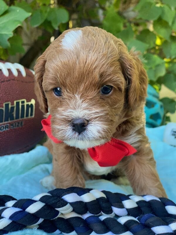 Smarty - Teacup Cavapoo Boy - Image 14