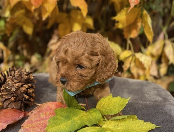 Hefty - Teacup Cavapoo Boy - Image 22