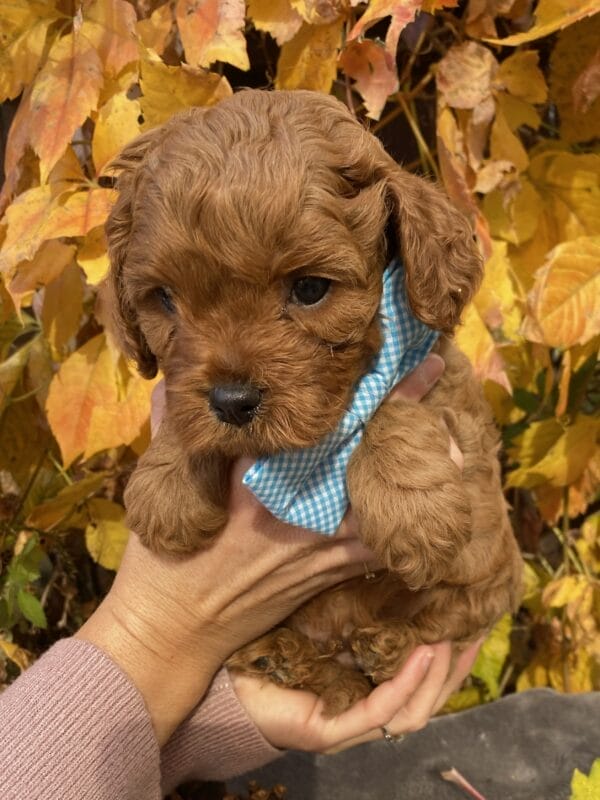 Hefty - Teacup Cavapoo Boy - Image 17