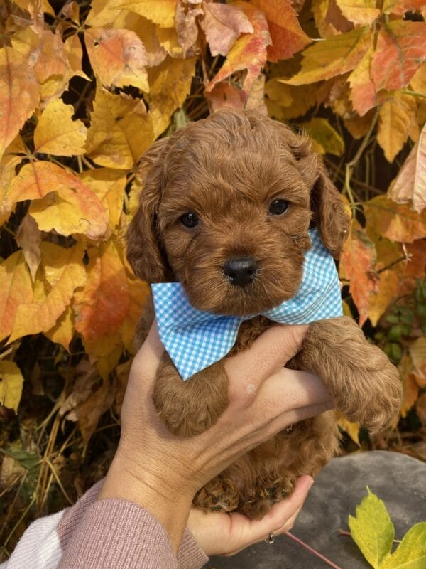 Hefty - Teacup Cavapoo Boy - Image 18