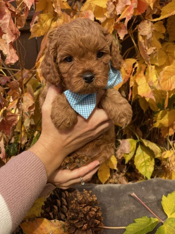 Hefty - Teacup Cavapoo Boy - Image 16