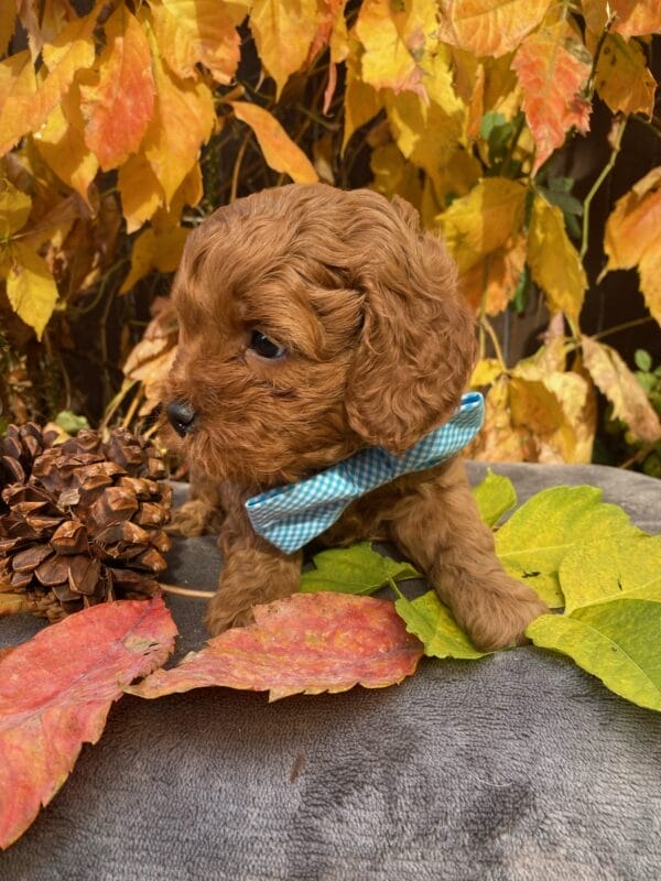 Hefty - Teacup Cavapoo Boy - Image 20