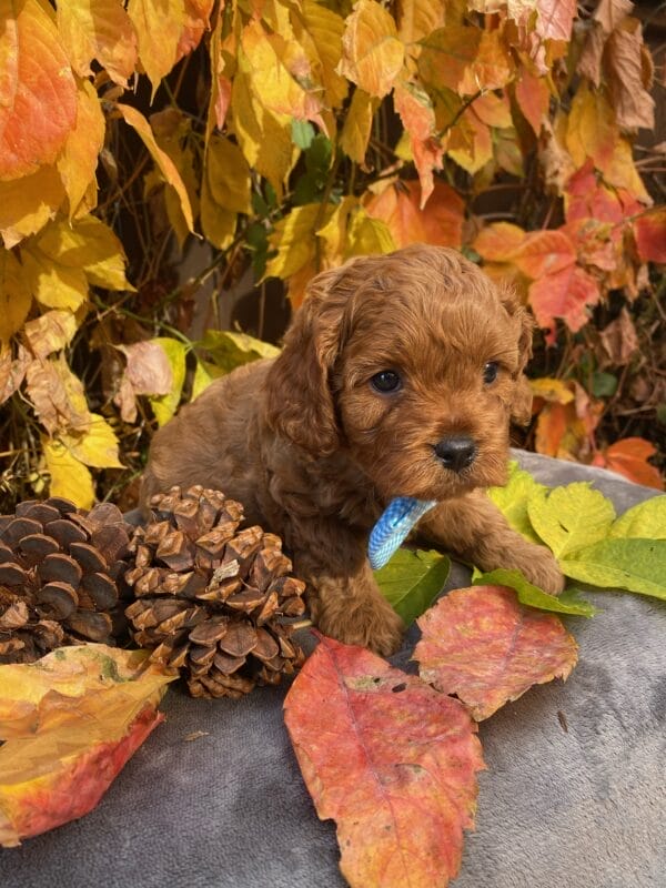 Hefty - Teacup Cavapoo Boy - Image 21