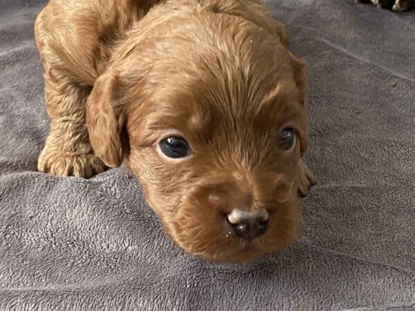 Max - Teacup Goldendoodle Boy - Image 16