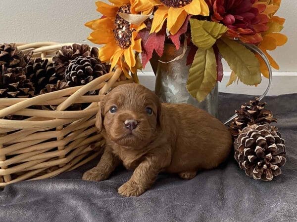 Max - Teacup Goldendoodle Boy - Image 15