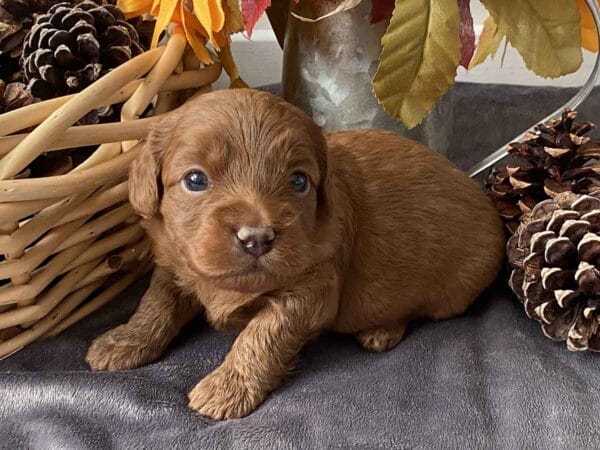 Max - Teacup Goldendoodle Boy - Image 14