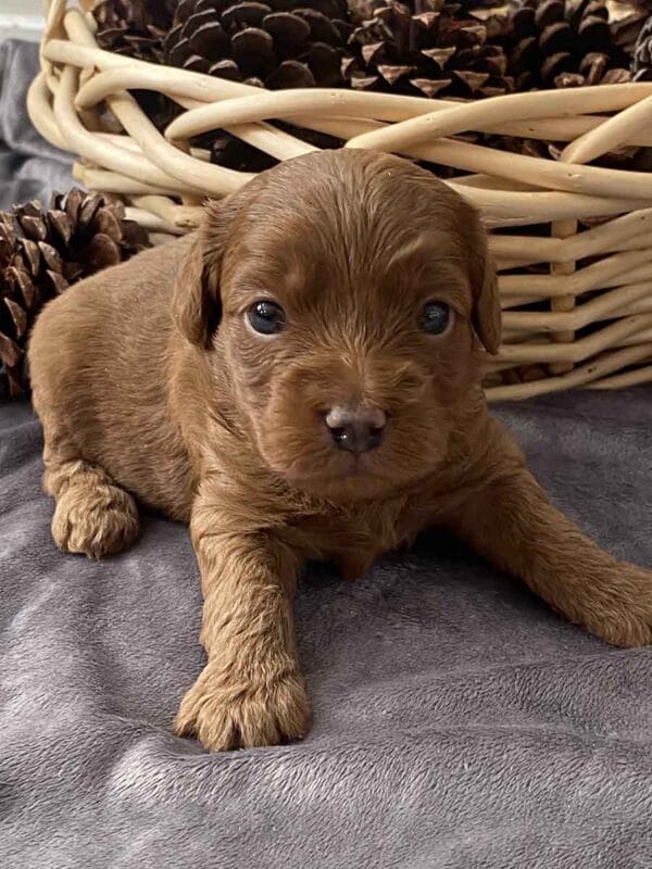 Max - Teacup Goldendoodle Boy - Image 13