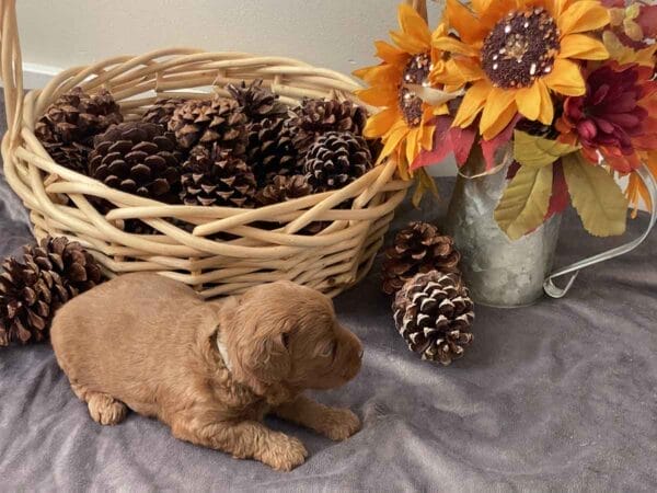 Max - Teacup Goldendoodle Boy - Image 12
