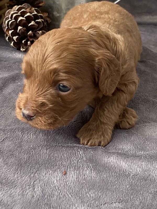 Max - Teacup Goldendoodle Boy - Image 11