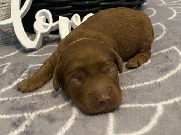 Max - Teacup Goldendoodle Boy - Image 5