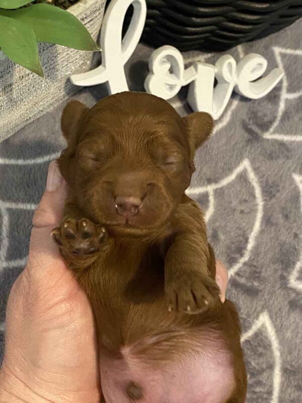 Max - Teacup Goldendoodle Boy - Image 3