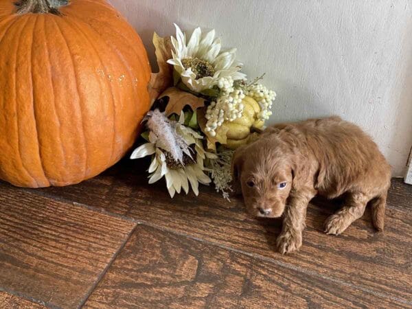 Max - Teacup Goldendoodle Boy - Image 22