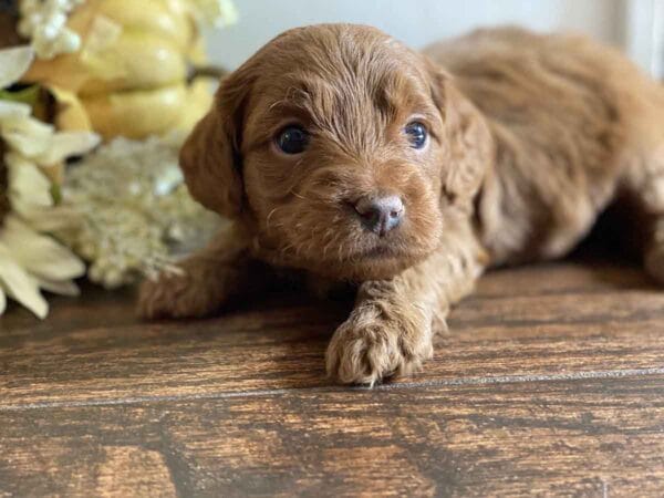 Max - Teacup Goldendoodle Boy - Image 21
