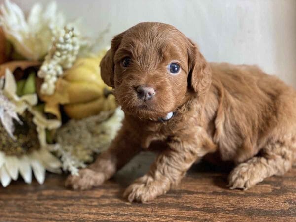 Max - Teacup Goldendoodle Boy - Image 20