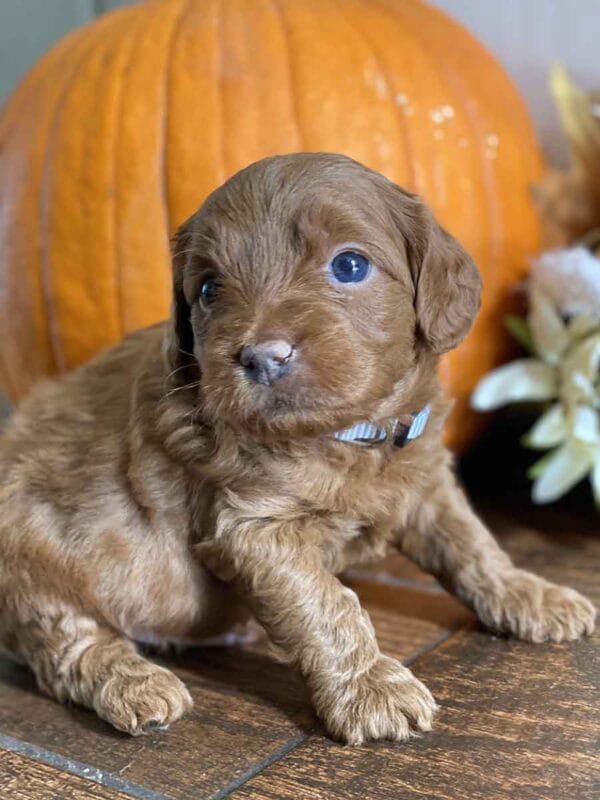 Max - Teacup Goldendoodle Boy - Image 19