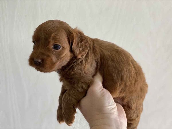 Max - Teacup Goldendoodle Boy - Image 18