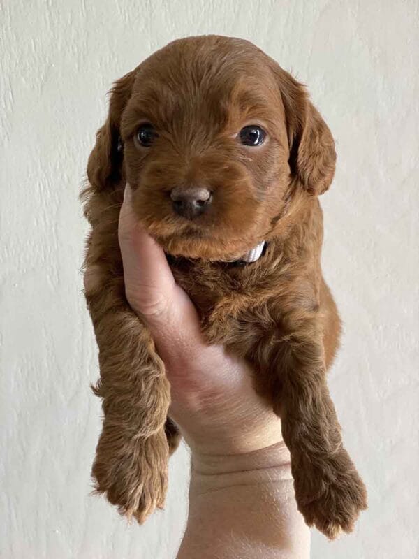 Max - Teacup Goldendoodle Boy - Image 17