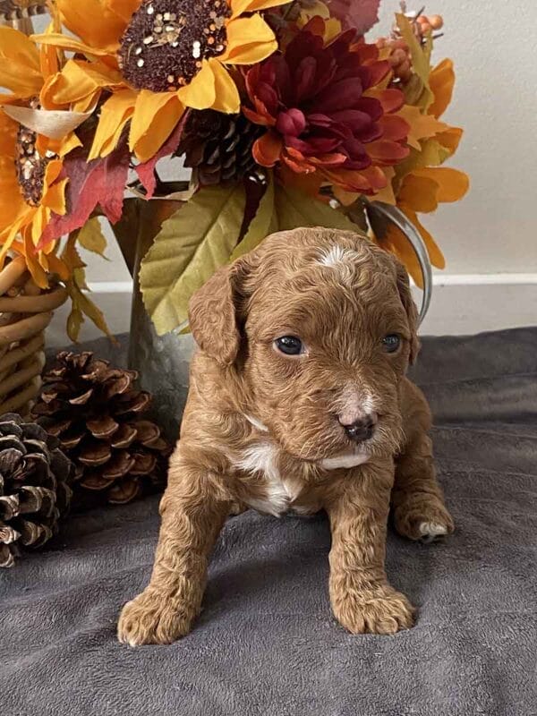 Mickey - Teacup Goldendoodle Boy - Image 9