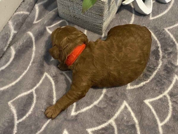 Mickey - Teacup Goldendoodle Boy - Image 4