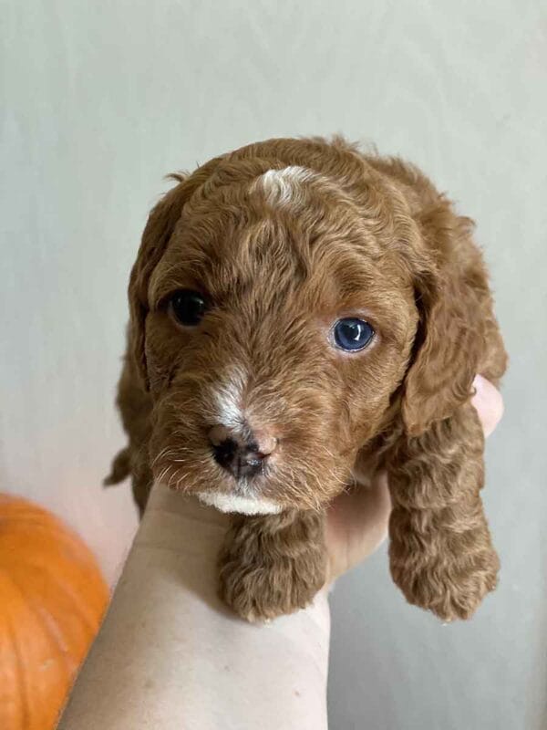 Mickey - Teacup Goldendoodle Boy - Image 18