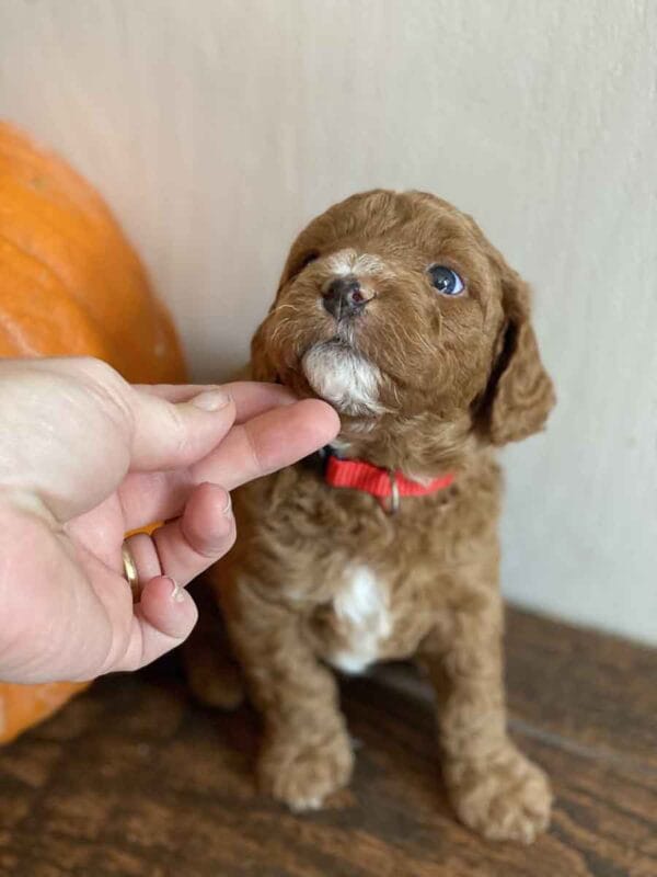 Mickey - Teacup Goldendoodle Boy - Image 16