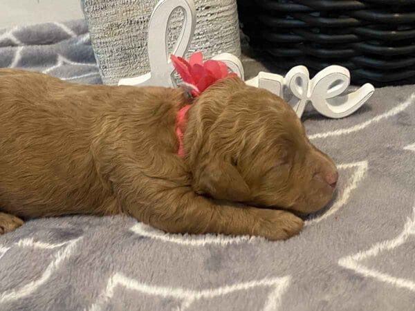 Minnie - Teacup Goldendoodle Girl - Image 5