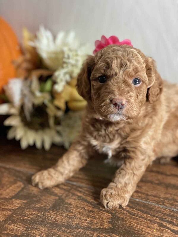 Minnie - Teacup Goldendoodle Girl - Image 18