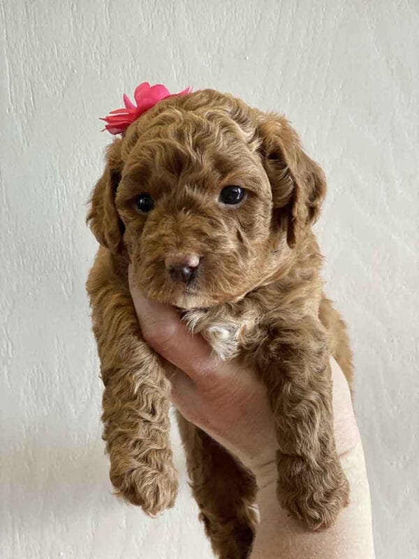 Minnie - Teacup Goldendoodle Girl - Image 16