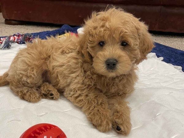 Oscar - Teacup Labradoodle Boy