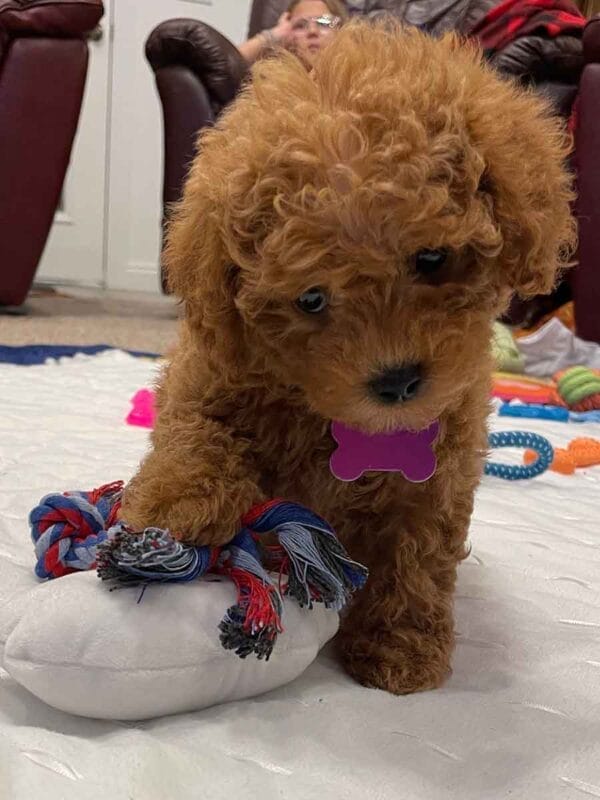 Penny - Teacup Labradoodle Girl