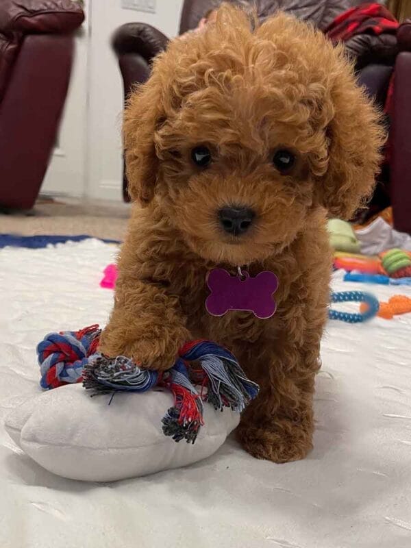 Penny - Teacup Labradoodle Girl - Image 9