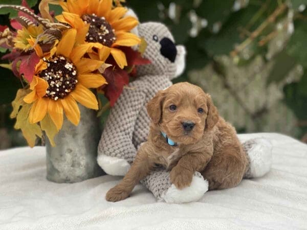 Perry - Teacup Goldendoodle Boy - Image 8