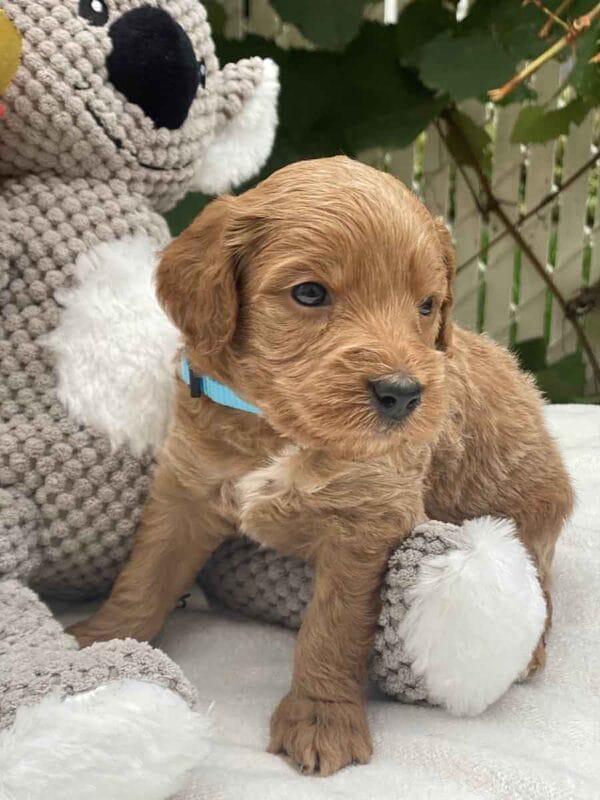 Perry - Teacup Goldendoodle Boy - Image 13