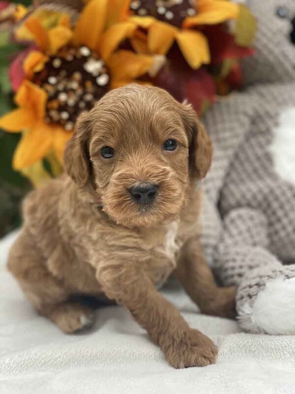 Perry - Teacup Goldendoodle Boy - Image 12