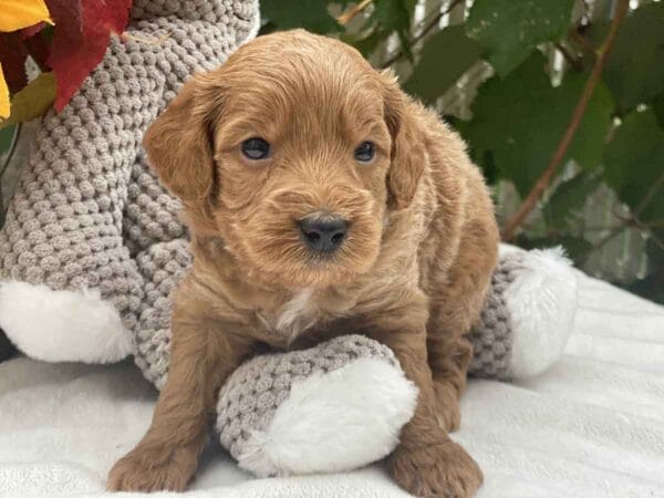 Perry - Teacup Goldendoodle Boy - Image 11