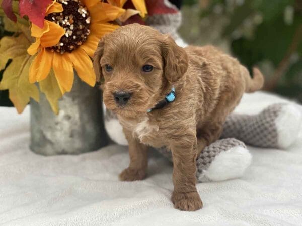 Perry - Teacup Goldendoodle Boy - Image 10